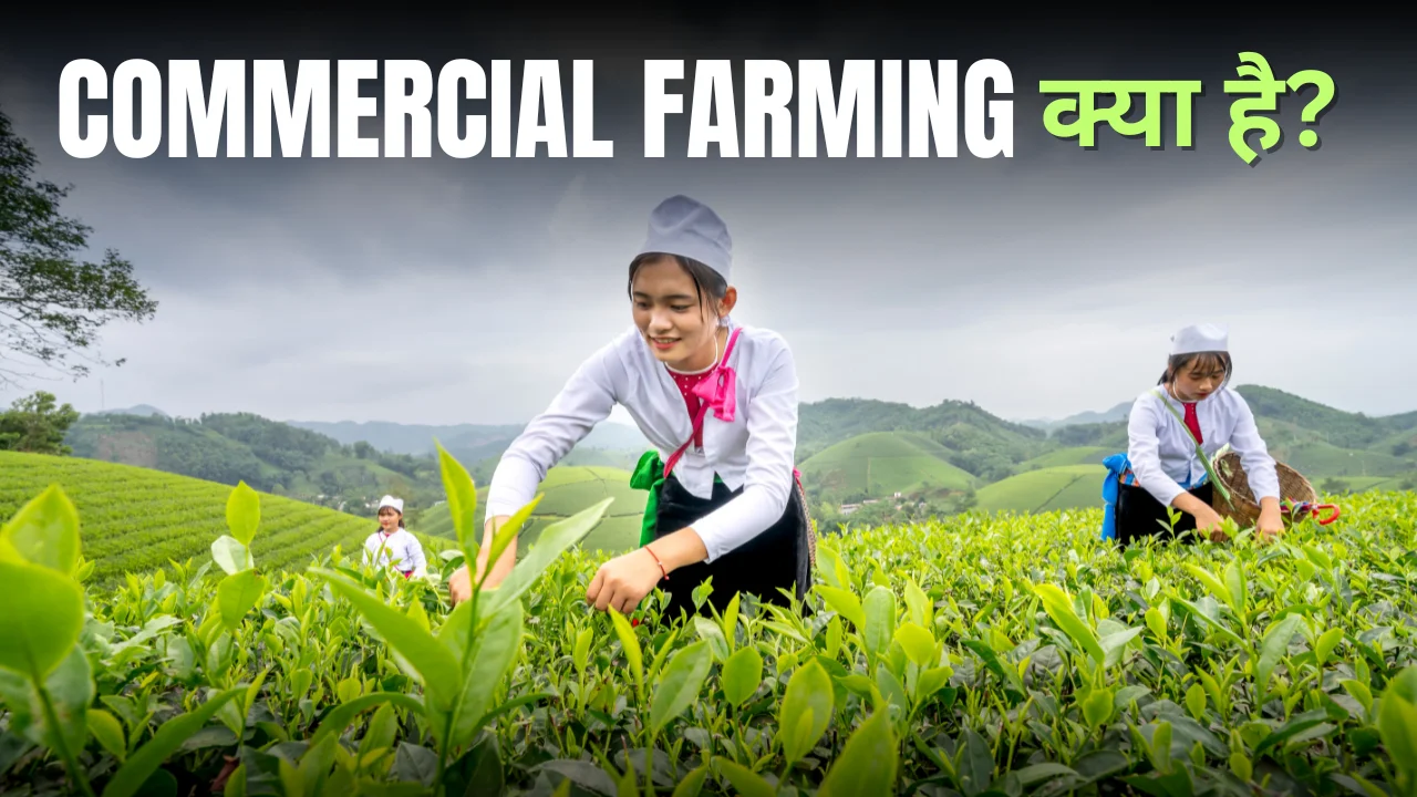 Commercial Farming