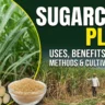 Sugarcane Plant